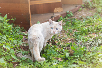 A white stray dirty old street cat walking on the lawn. Selective focus