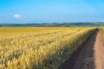 a field of ripe yellow wheat against a blue sky. Selective focus