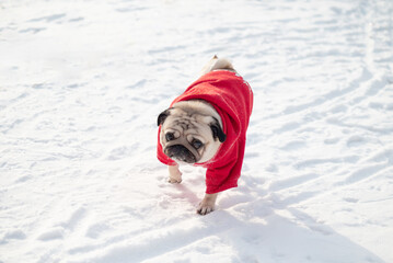 A pug dog on a winter walk in the snow. Selective focus