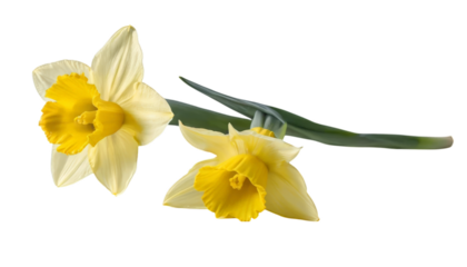 A cluster of yellow daffodils on a stem with a green background, symbolizing vitality, spring, and cheerful aesthetics. On a transparent background