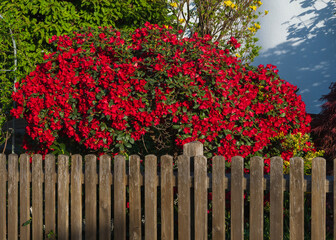 Holzzaun mit rot blühenden Rhododendron im Vorgarten