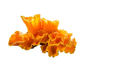 Vibrant Orange Flower with Ruffled Petals on Black Background