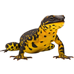 black yellow spotted lizard