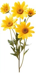 Naklejka premium Vibrant Yellow Daisies Bouquet Close Up