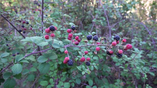Blackberry branch (Rubus ulmifolius). Edible wild fruit. Berries come in two colors: red and black.