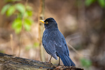 Blackbird in Green Surroundings: Beauty of Forest Wildlife