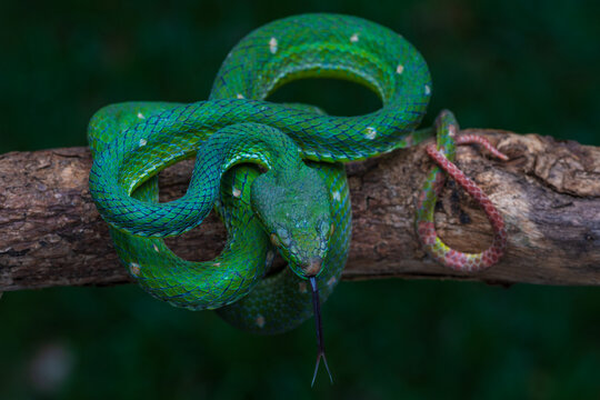 Hagen's pit viper on a tree branch