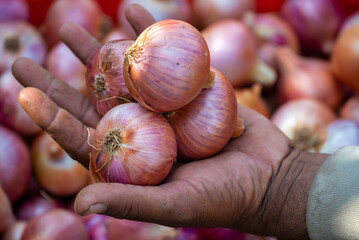 Fresh red onion close up. Harvest concepts. Organic vegetables. Close-up of a hand holding three fresh red onions Fresh red onion close up.