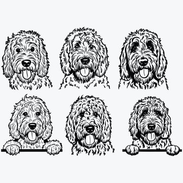 Golden Doodle svg, dog svg Cricut, Face clipart Head body Vector image Download