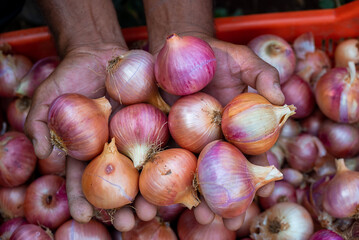 Fresh red onion close up. Harvest concepts. Organic vegetables. Close-up of a hand holding three fresh red onions Fresh red onion close up.