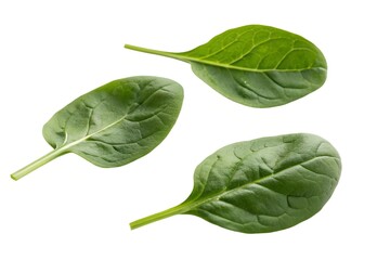Fresh Spinach Leaves on White Background
