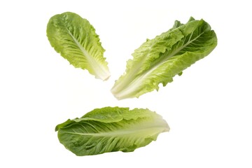 Fresh Romaine Lettuce on White Background
