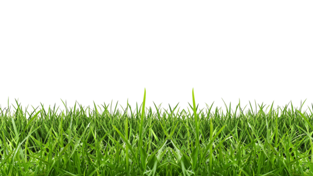 green grass, png 4k