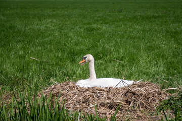 mute swan, Cygnus olor, in nest incubating clutch of eggs during spring breeding season