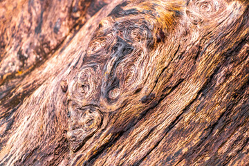Tropical Tree Wood Bark with Round Patterns Texture in Thailand.