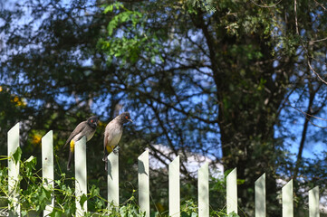 Deux bulbuls du Cap posés sur une barrière en Namibie