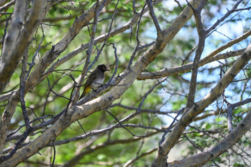 Bulbul du Cap en Namibie