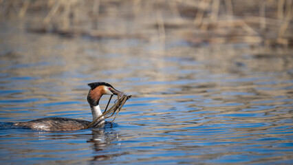Great Crested Grebe (Podiceps cristatus) collects nesting material in tranquil waters during early...