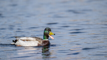 Mallard duck quacking while swimming in calm water during sunny daylight