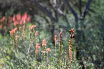 Souimanga perché sur une fleur d'aloe vera