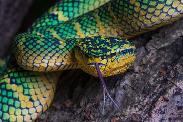Wagler pit viper on a tree branch