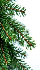 Branches of fir tree isolated on white background, winter, firs