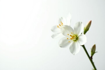 Obraz premium Delicate white flower blossom on pure white background, elegant, floral, studio