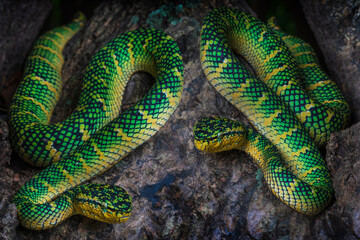 Wagler pit viper on a tree branch