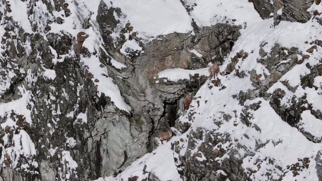 Stunning drone shot of Alpine ibex scaling snowy cliffs in Graub&uuml;nden, Switzerland. A raw look at wildlife in harsh alpine terrain, perfect for nature, travel, or conservation themes.