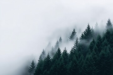 Pine forest covered in fog. atmospheric nature scene of misty woodland