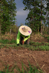 Gardener Pulling Weeds in a Vegetable Garden