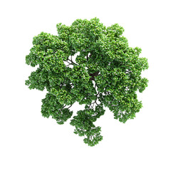 Isolated on white, parsley bunch with curly leaves Recipe and cooking blogs Meal prep and food delivery content Food product packaging and labels