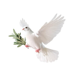 Fototapeta premium white dove in flight on a white background with an olive branch . AI Generated Images