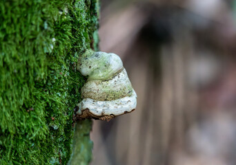 Close-Up of Fungus Growing on Moss-Covered Tree Trunk in Forest