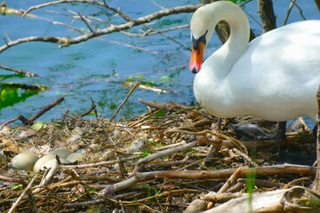 Mother swan taking care of eggs in the nest by the lake