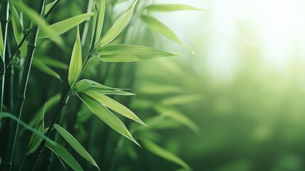 Naklejka premium National relaxation day with calm and nature idea. Green bamboo leaves in soft, natural light.