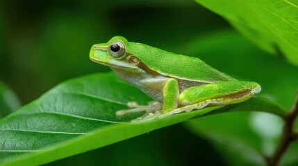 Naklejka premium Vibrant Green Tree Frog Perched on Lush Leaf