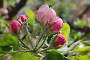 White and pink apple tree flowers. Apple blossom.
