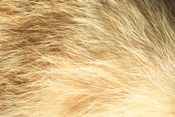 Fototapeta premium Red animal fur. Orange abstract fur background.