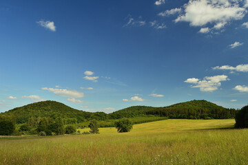 Lush Summer Meadow in Czech Countryside under Blue Sky with Puffy Clouds