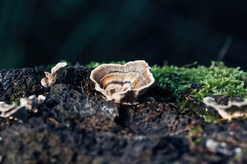 Numerous fungi of the genus Trametes (Trametes spp.) are growing on a moss-covered tree trunk. The characteristic, fan-shaped fruiting bodies with their concentric zones.