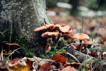 A honey fungus (Armillaria spp.) growing in the forest on a sunny day. The warm sunlight highlights the yellowish-brown caps of the mushrooms, creating a striking contrast against the forest floor.