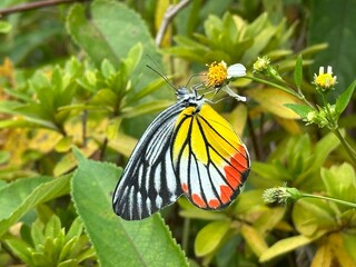 Delias hyparete (Painted jezebel) butterfly resting on a delicate flower