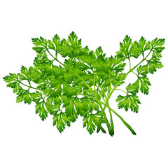 parsley isolated on white background