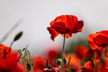 red poppy flowers