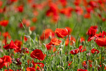 Obraz premium field of poppies