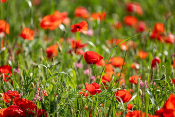 field of red poppies