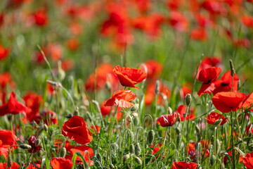 Obraz premium red poppies in the field