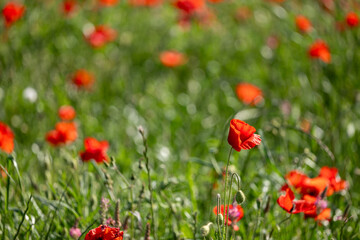 field of poppies