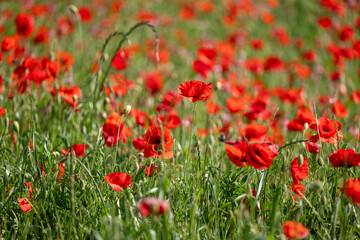 field of red poppies